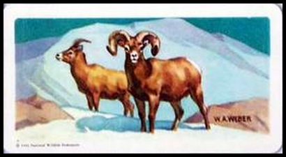 33 Bighorn Sheep